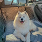 ドライブシート 犬 ペット カーシート 車シート 車載マット 後部座席 全車種対応 収納袋付き