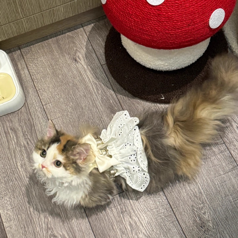 猫 ハーネス リード 2点セット 猫用ハーネス 猫用胴輪 猫用品 簡単装着 サイズ調節可能 ダブルロック
